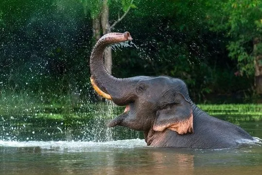 An elephant splashing water over itself in a forest river