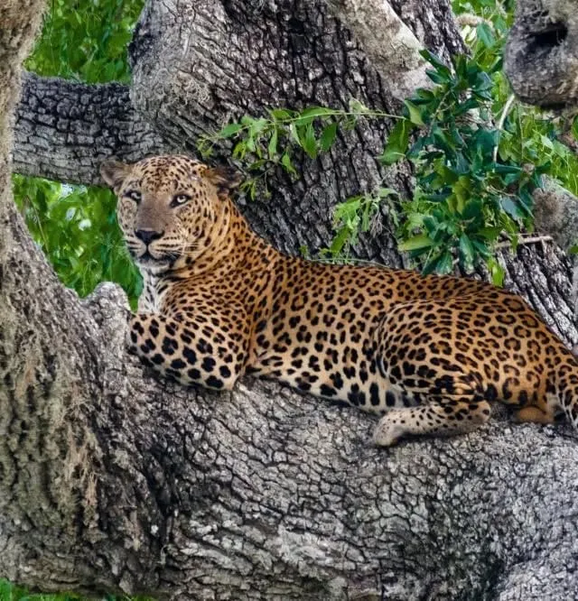 A leopard resting in the fork of an old tree in Yala National Park
