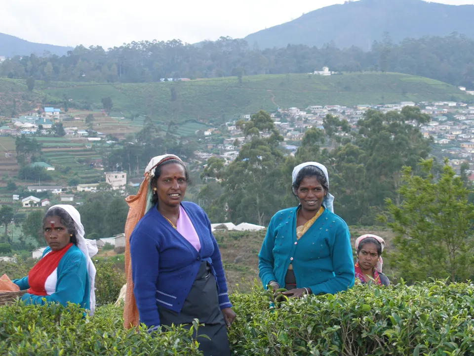 Tea pluckers working the emerald fields above Nuwara Eliya