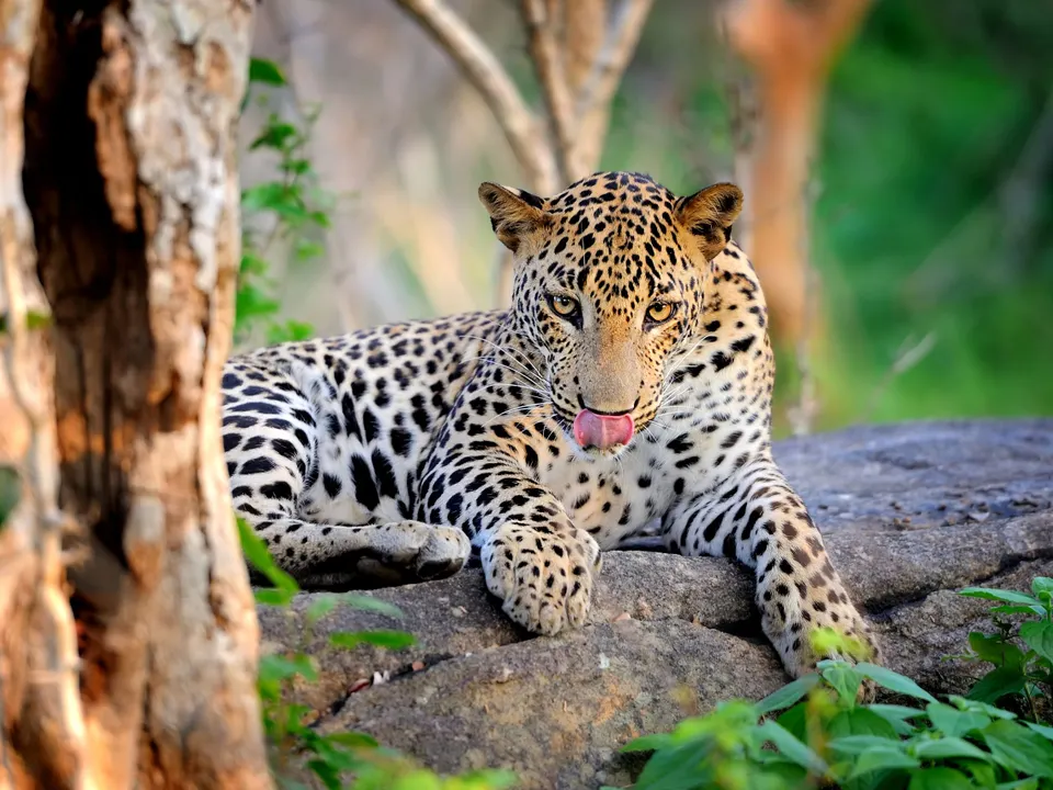 A Sri Lankan leopard resting on a rock in Yala National Park
