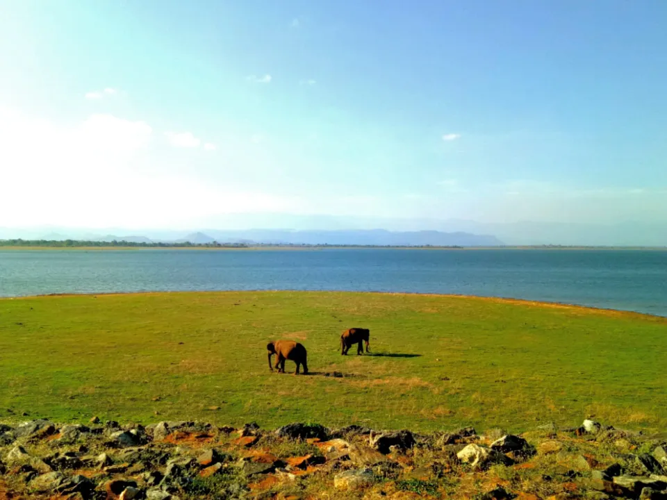 Elephants grazing on the open plains beside the Udawalawe reservoir