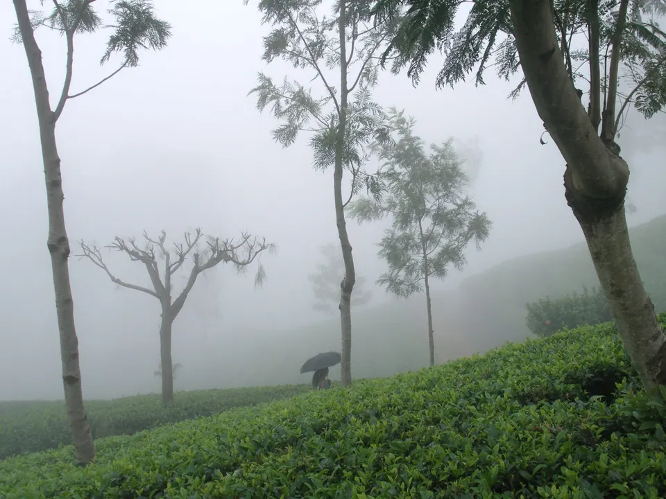Tea bushes and tall trees on a misty slope near Haputale