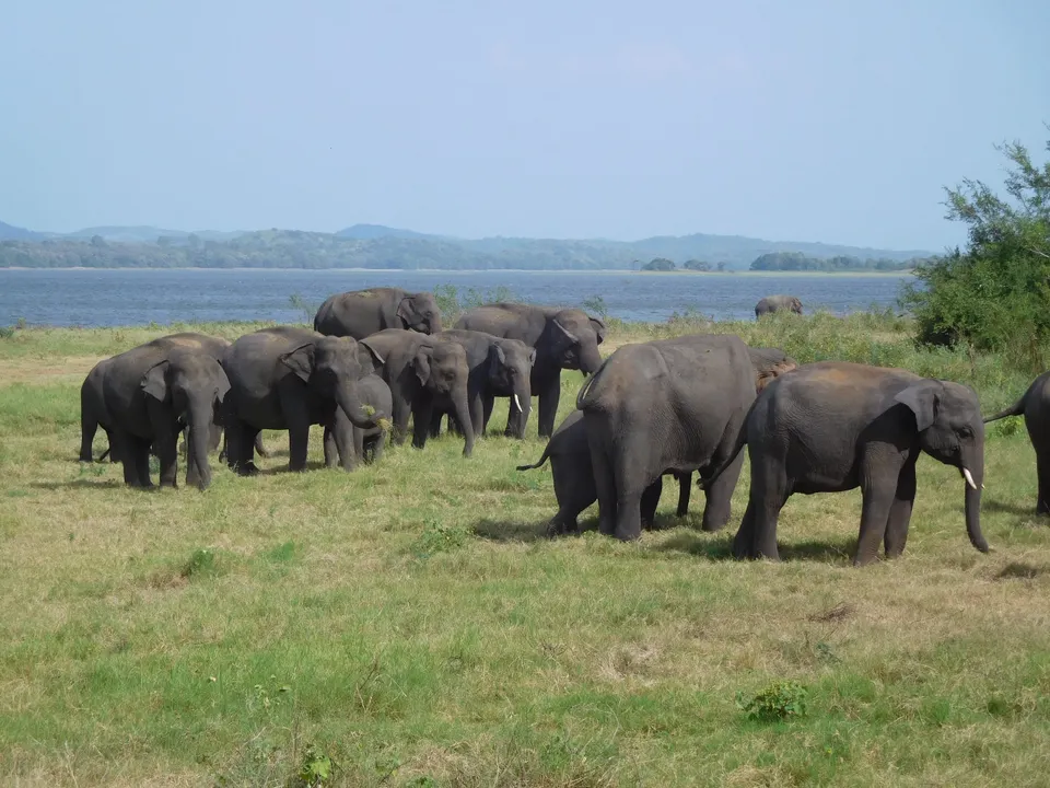 Wild elephants gathering on the grasslands of Minneriya tank